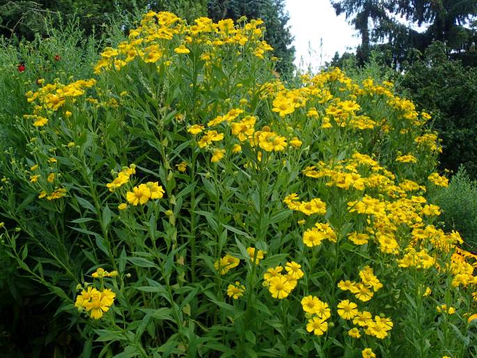 Helenium autumnale