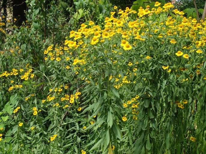 Helenium autumnale