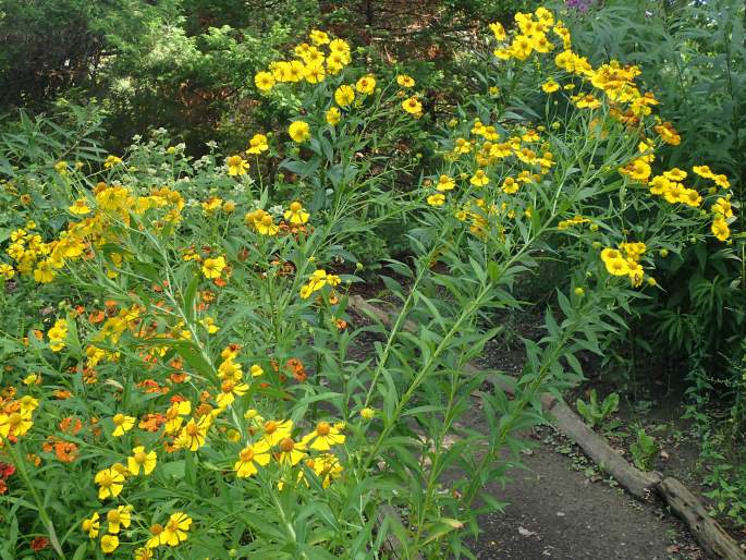 Helenium autumnale