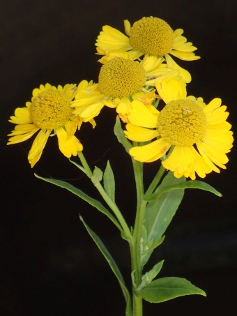 Helenium autumnale