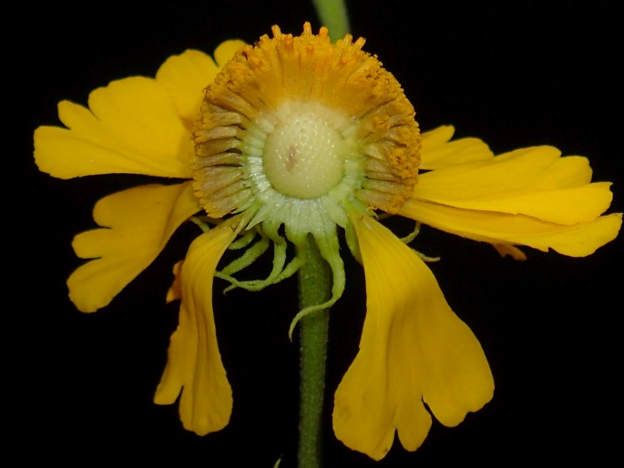 Helenium autumnale