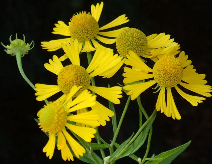 Helenium autumnale