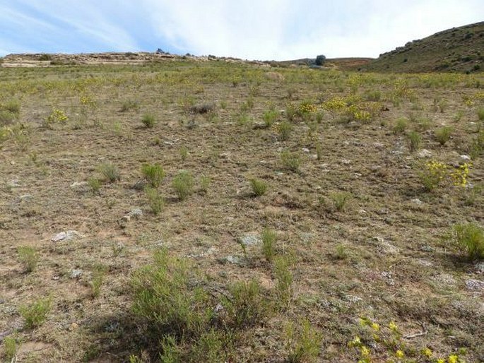 Helichrysum caespititium