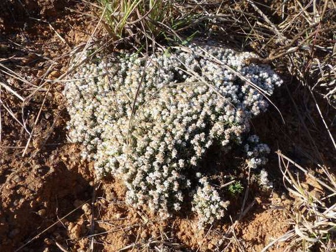 Helichrysum caespititium