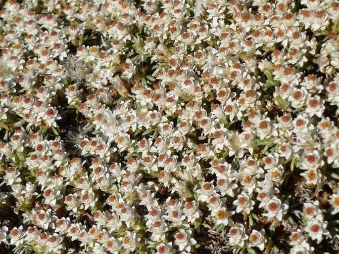 Helichrysum caespititium