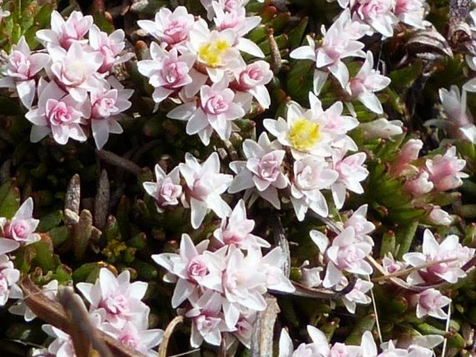 Helichrysum caespititium