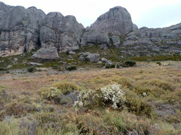 Helichrysum calocladum