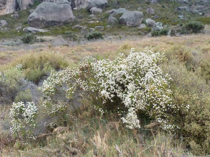 Helichrysum calocladum