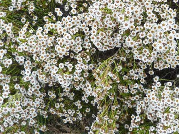 Helichrysum calocladum