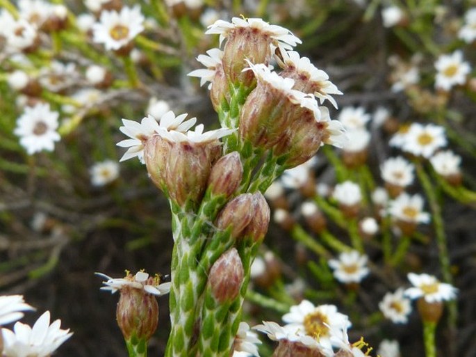 Helichrysum calocladum