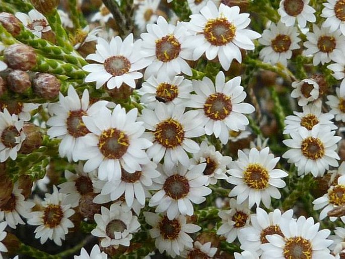 Helichrysum calocladum