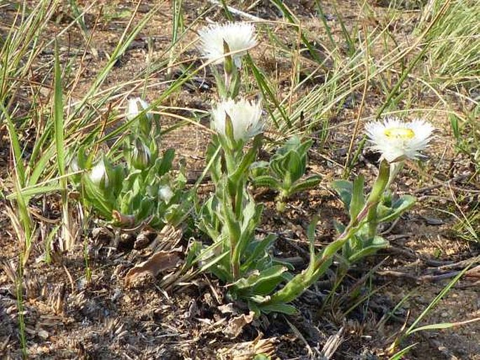 Helichrysum aureum var. candidum