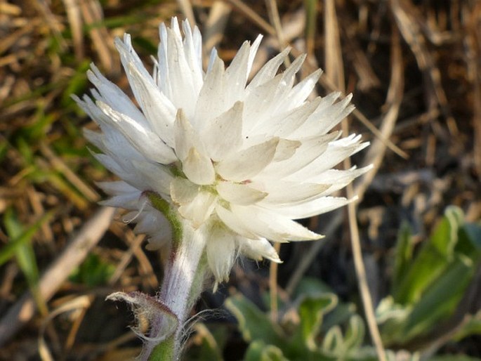 Helichrysum aureum var. candidum