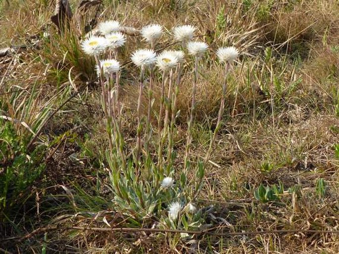 Helichrysum aureum var. candidum