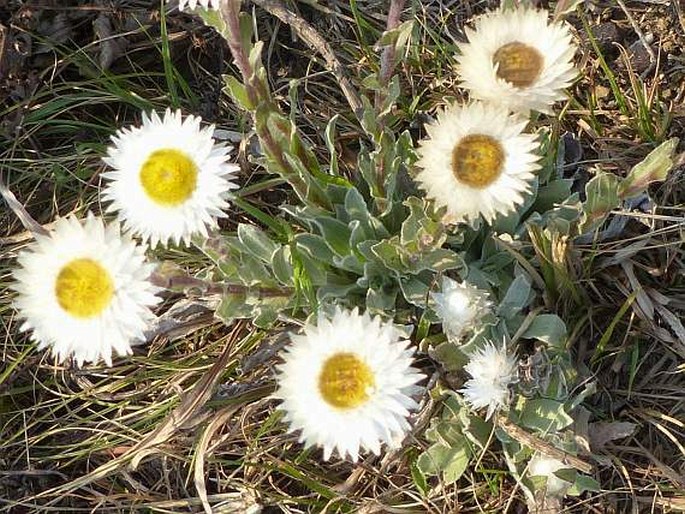 Helichrysum aureum var. candidum