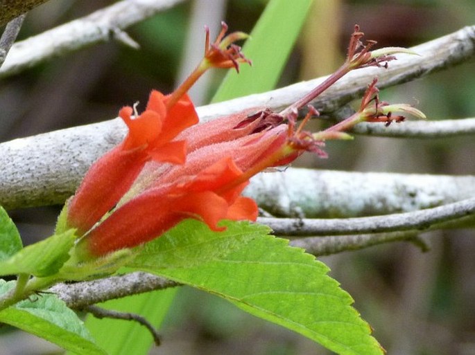 Helicteres guazumifolia