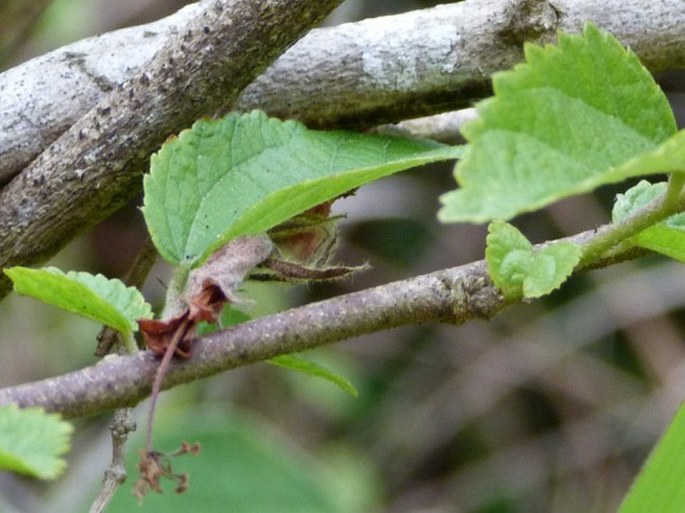 Helicteres guazumifolia