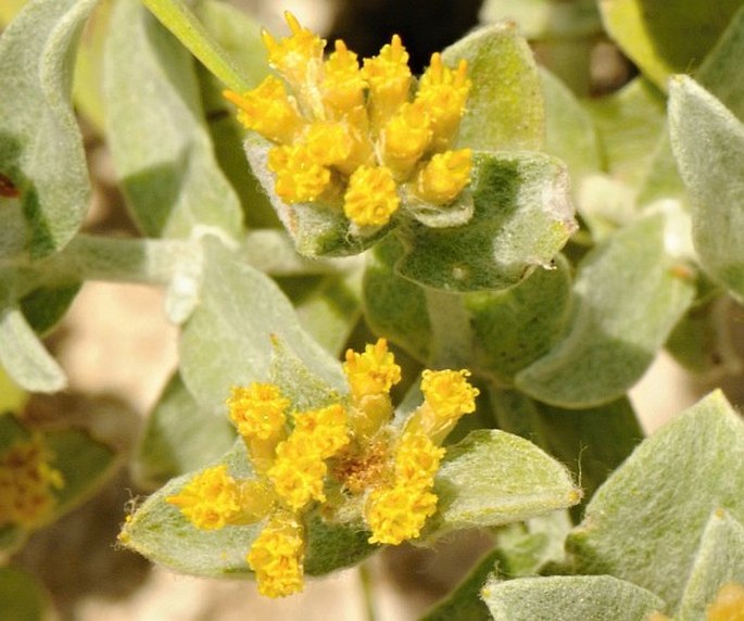 Helichrysum somalense