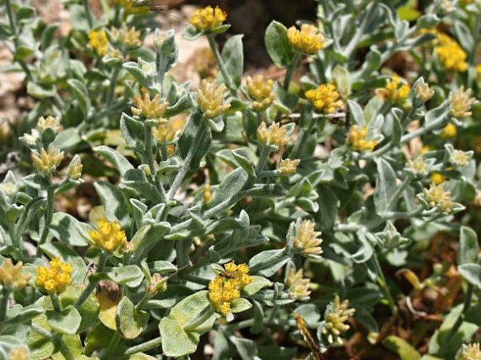 Helichrysum somalense