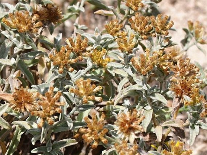 Helichrysum somalense