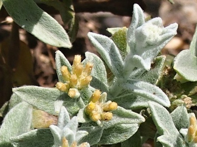 Helichrysum somalense