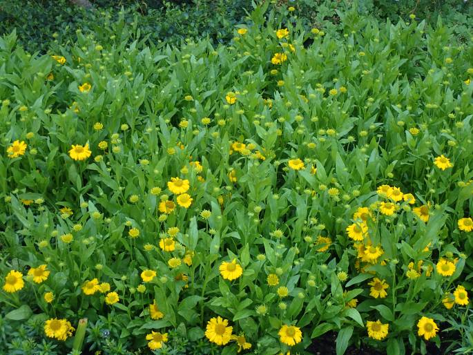 Helenium ×clementii