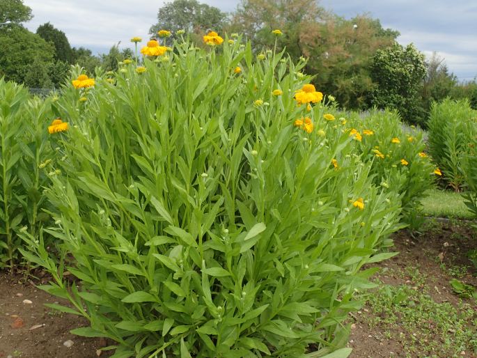 Helenium ×clementii