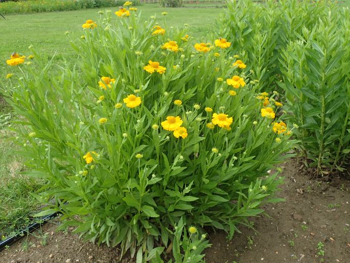 Helenium ×clementii