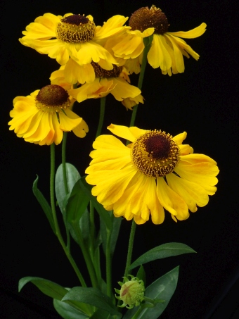 Helenium ×clementii