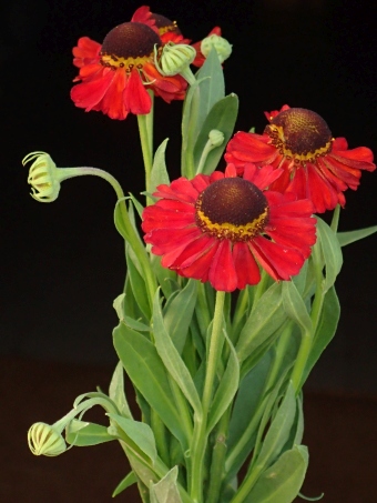 Helenium ×clementii