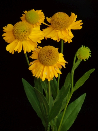 Helenium ×clementii