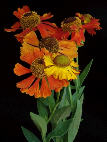 Helenium ×clementii