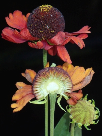 Helenium ×clementii