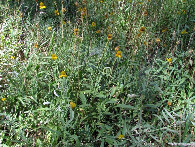 Helenium bigelovii