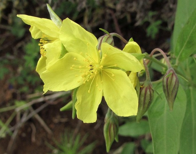 HELIANTHEMUM BROUSSONETII Dunal – devaterník / devätorník