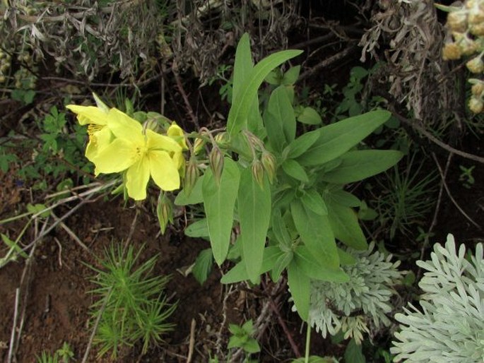 Helianthemum broussonetii