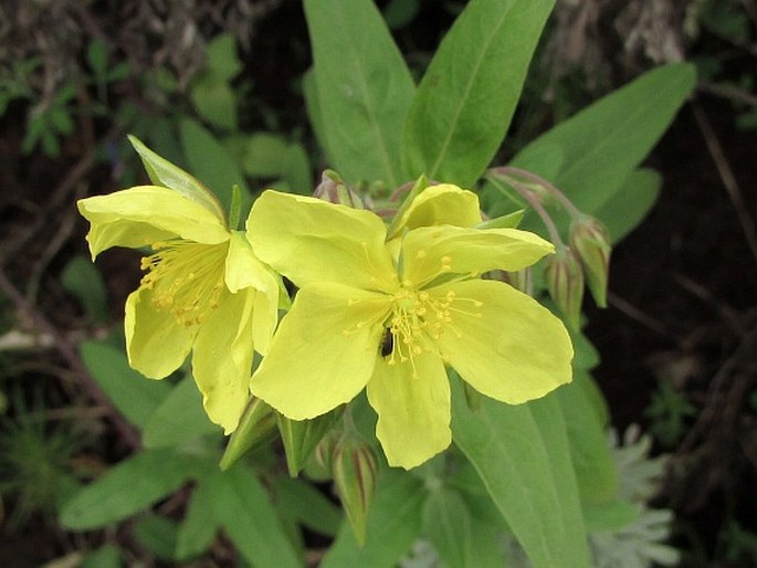 Helianthemum broussonetii