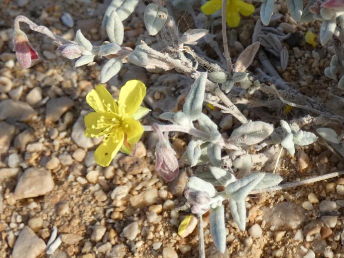 Helianthemum citrinum