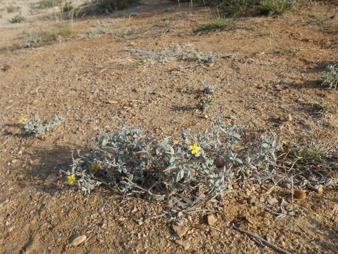 Helianthemum citrinum