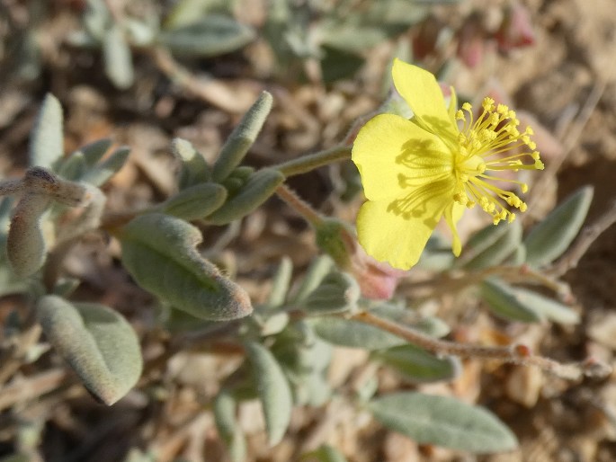 Helianthemum citrinum