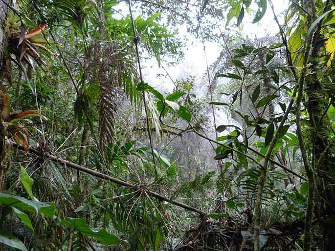 Heliconia adflexa