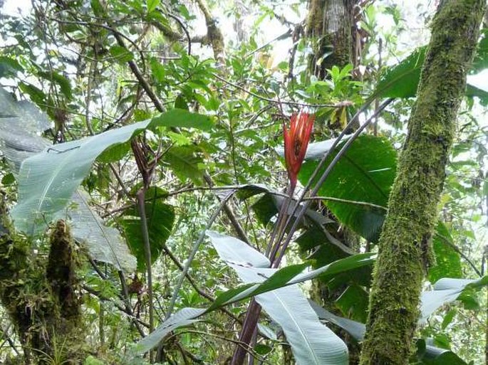 Heliconia adflexa