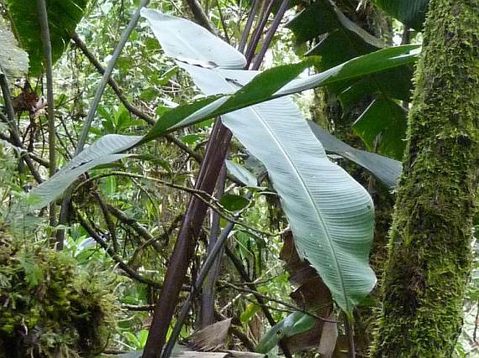 Heliconia adflexa