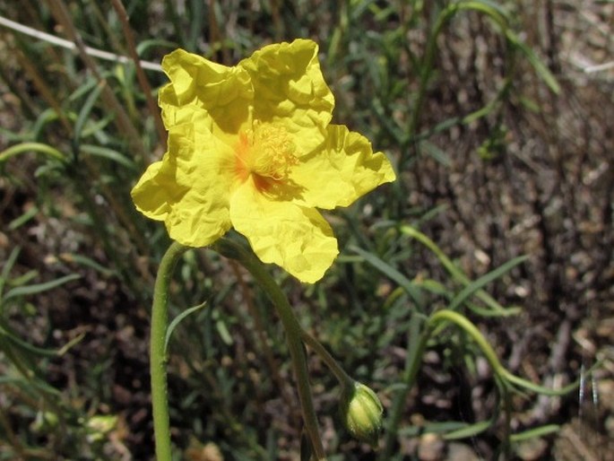 HELIANTHEMUM JULIAE Wildpret – devaterník / devätorník