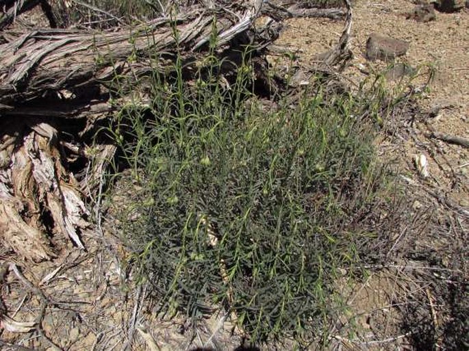 Helianthemum juliae