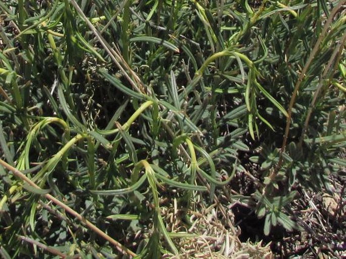 Helianthemum juliae