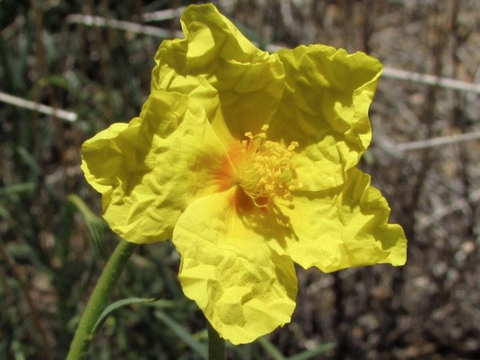 Helianthemum juliae