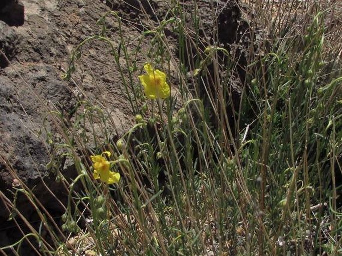 Helianthemum juliae