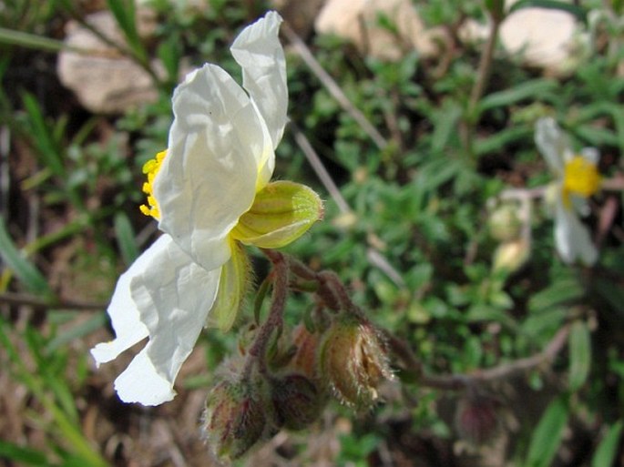 Helianthemum apenninum