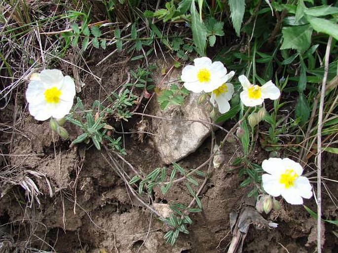 Helianthemum apenninum